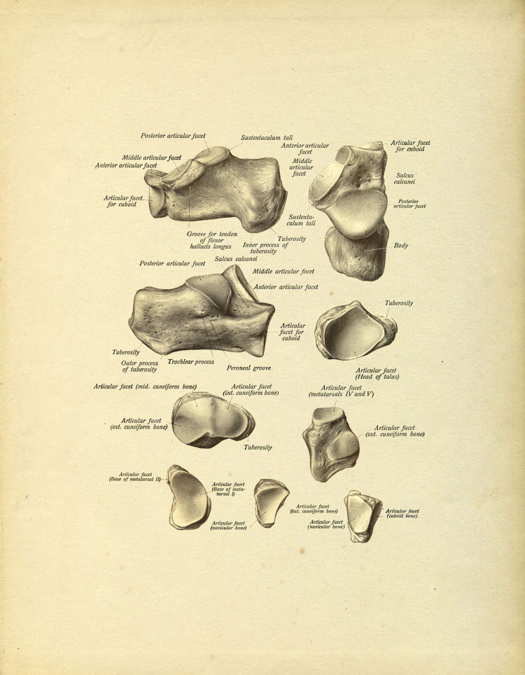 Foot Bones Print