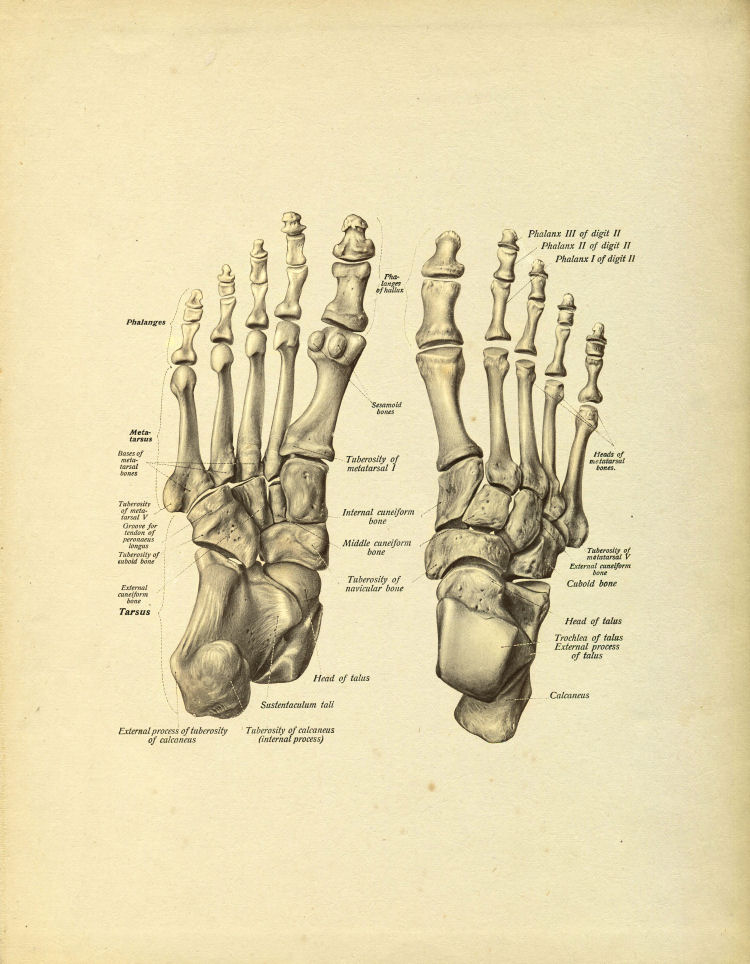 Foot Bones Print