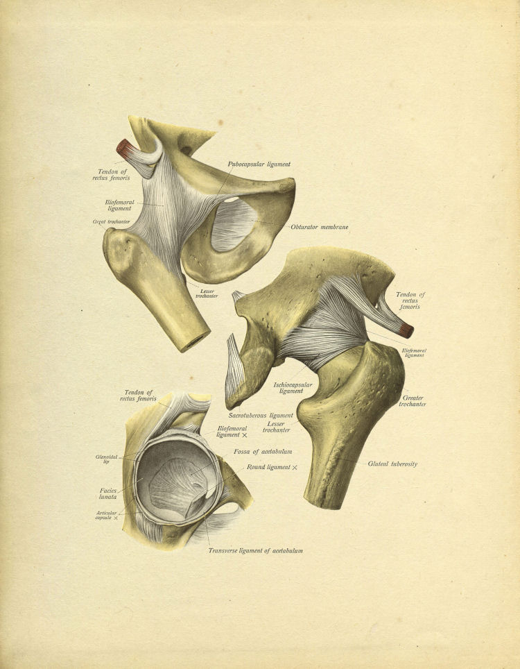 Hip Joint Print