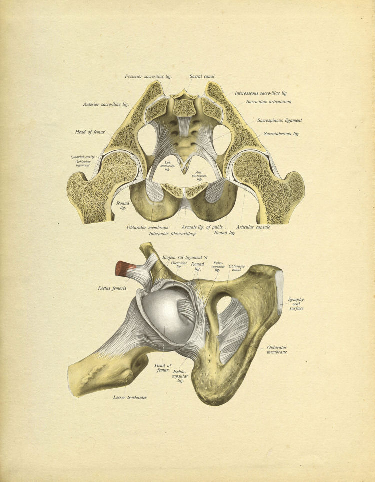 Anatomy of human pelvic bone Poster Print - Item
