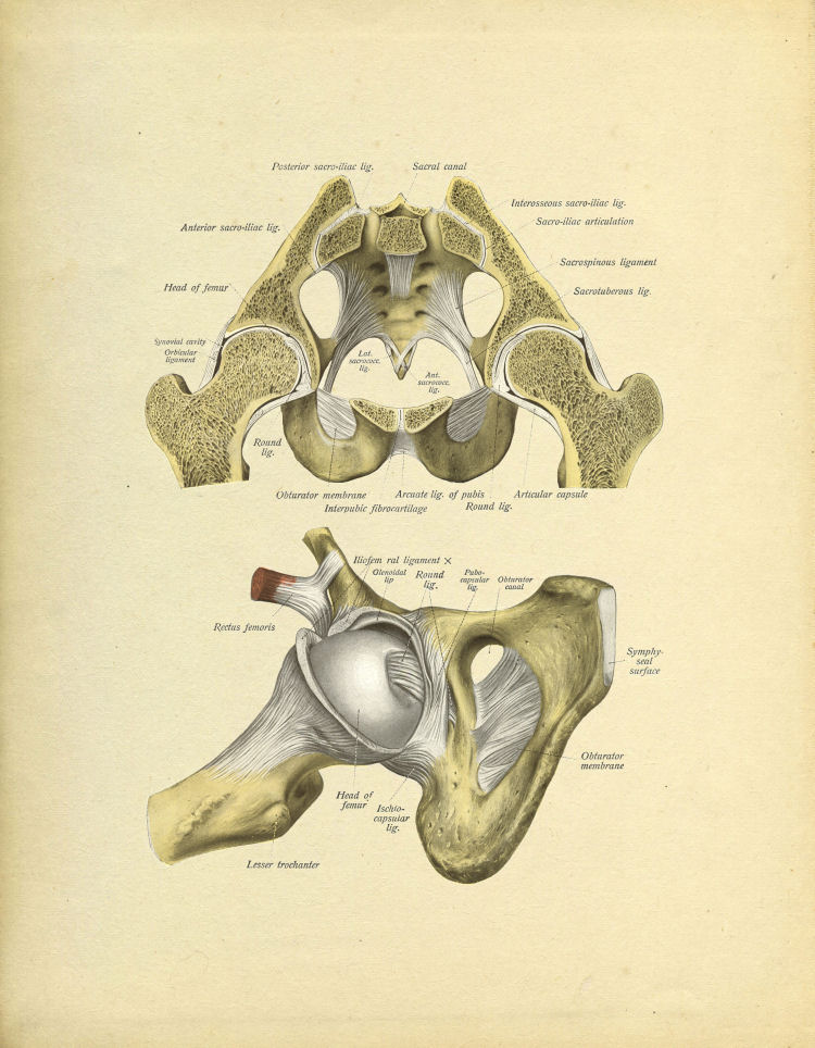 Hip Joint Print