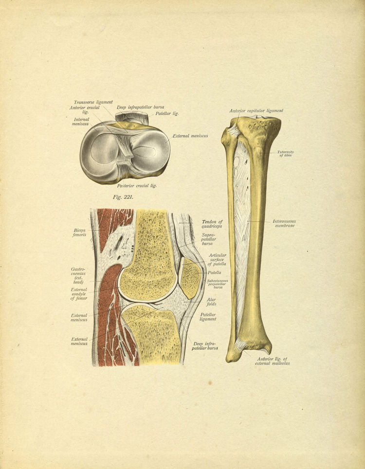 Knee Anatomy Print