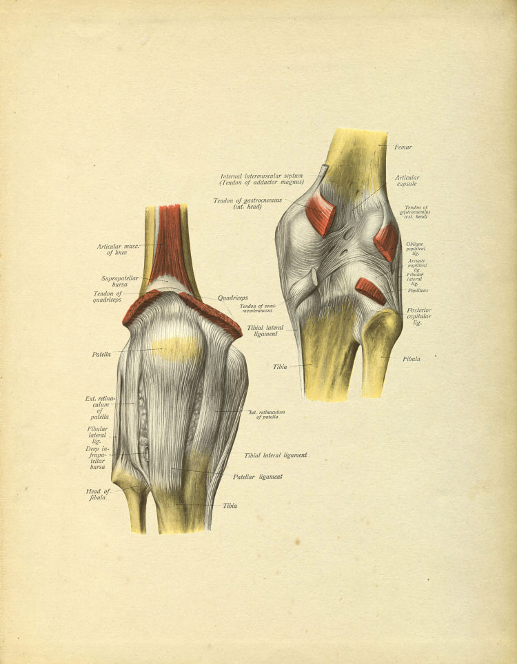 Knee Anatomy Print