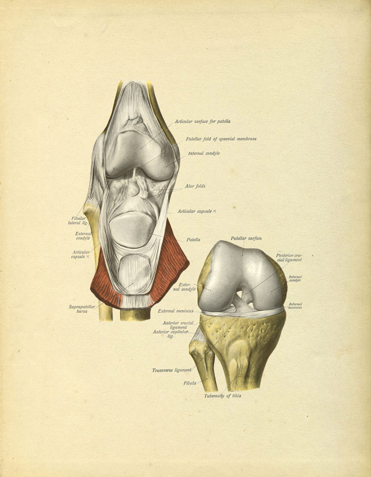 Knee Anatomy Print