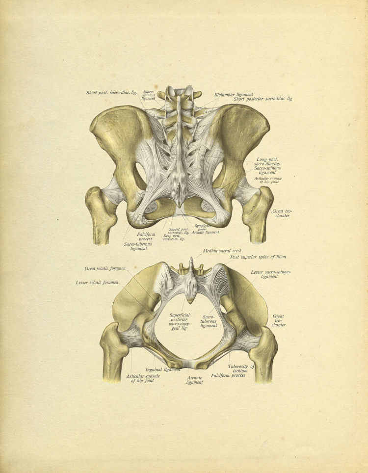 Pelvis Anatomy Print