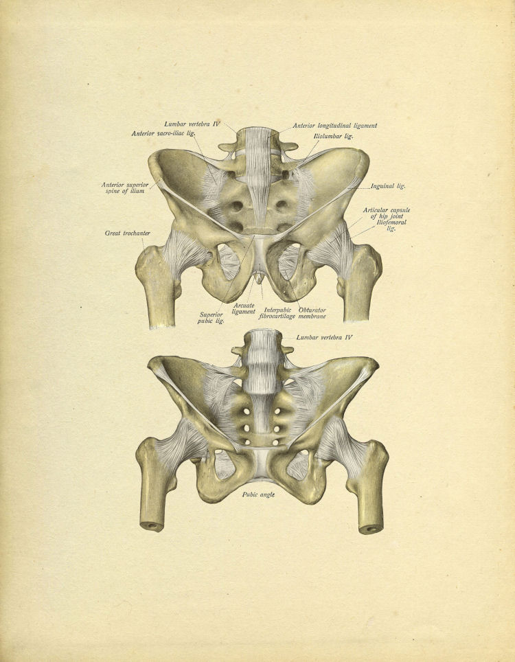 Pelvis Anatomy Print