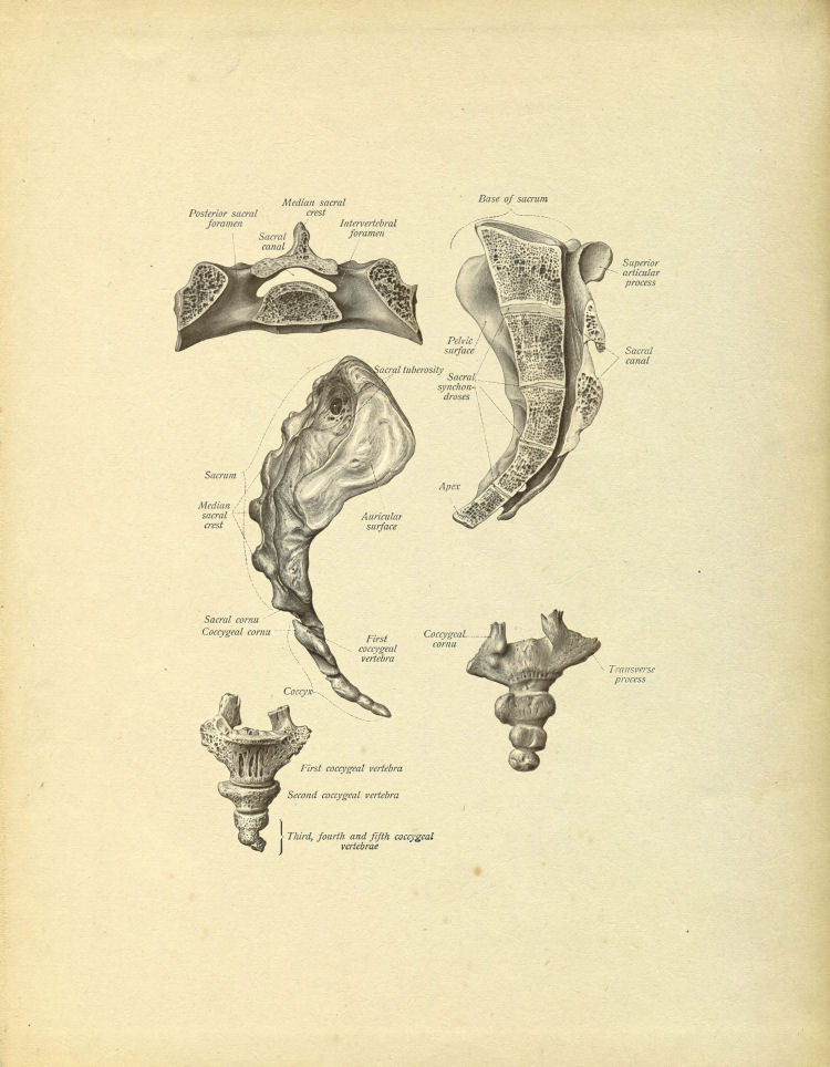 Sacrum Anatomy Print