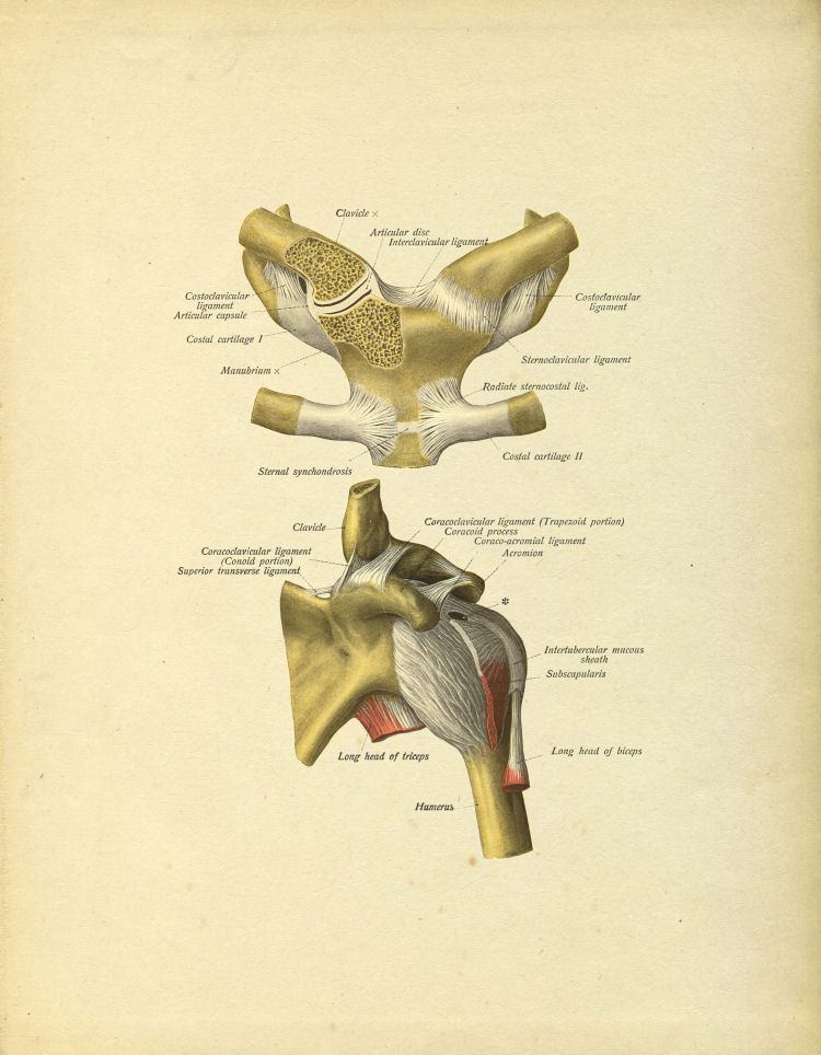 Shoulder Joint Anatomy Print