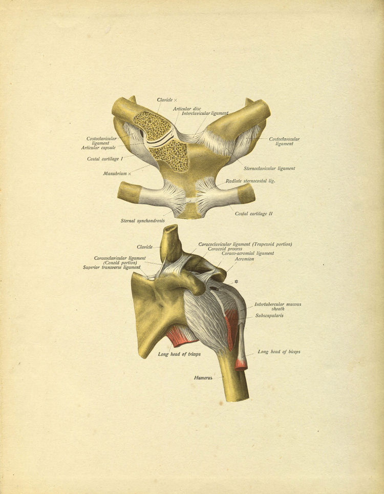 Shoulder Anatomy Print