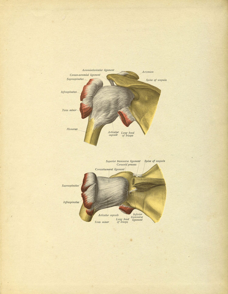 Shoulder Anatomy Print