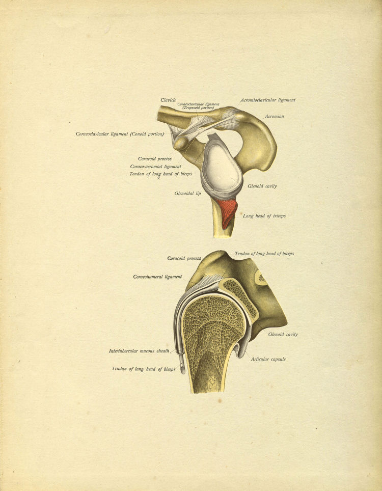 Shoulder Anatomy Print