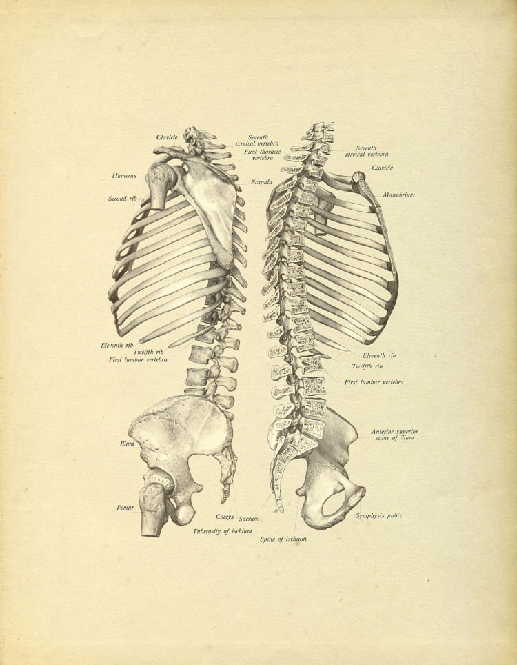 Spinal Column Print