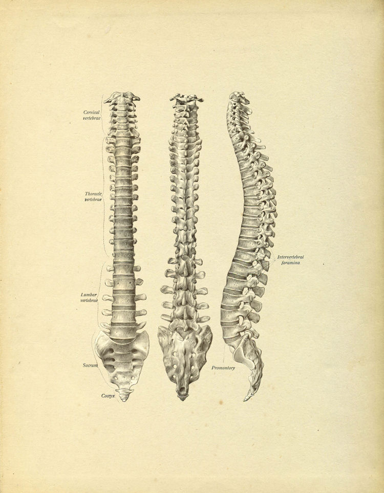 Spinal Column Print