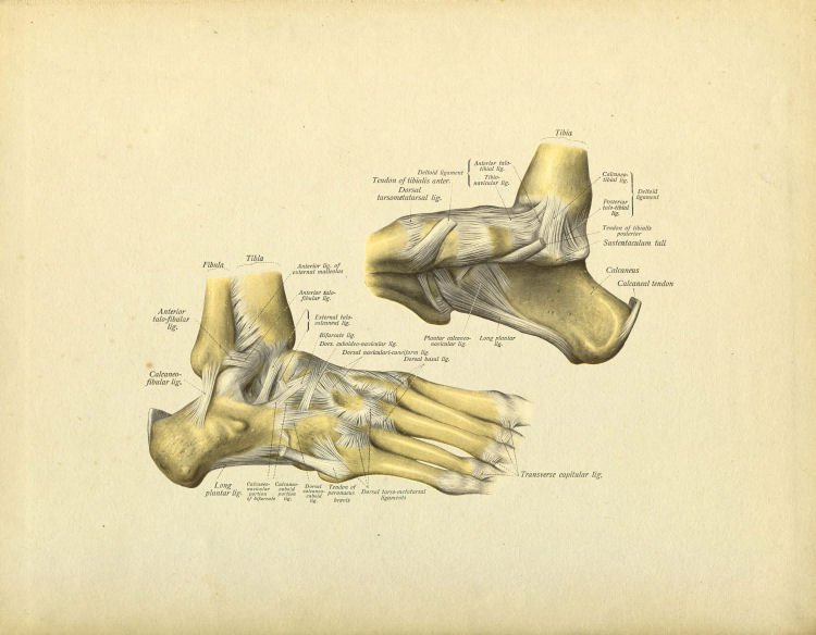 Foot Bones Print