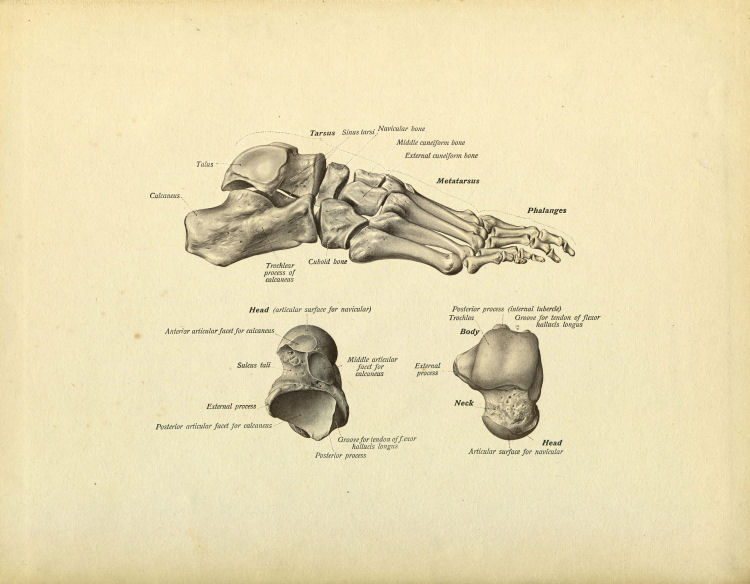 Foot Bones Print