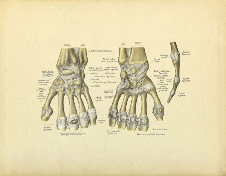 Hand Anatomy Print
