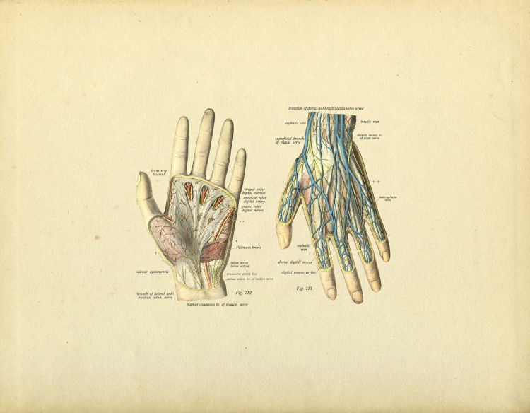 Hand Anatomy Print