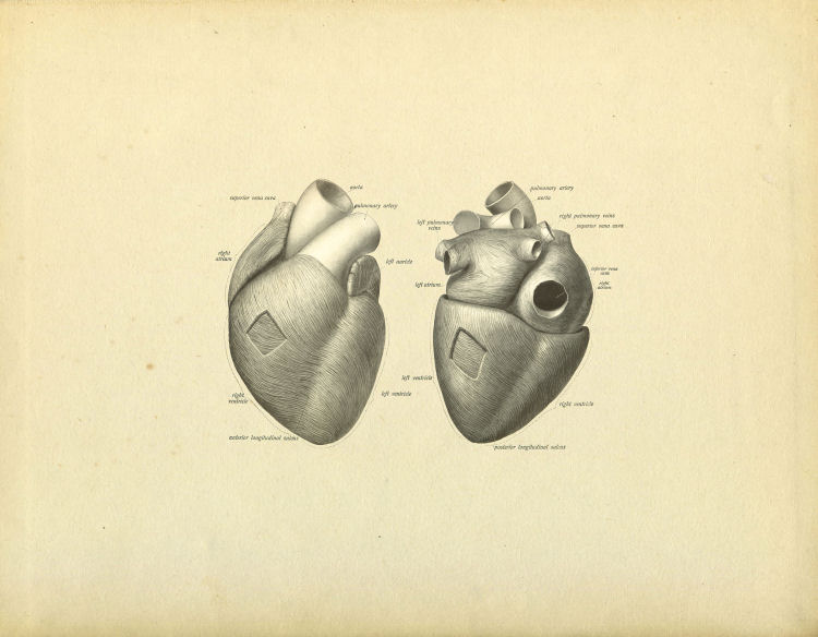 Heart Anatomy Print