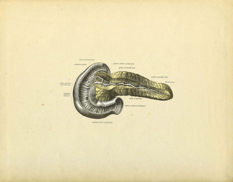 Pancreas Anatomy Print