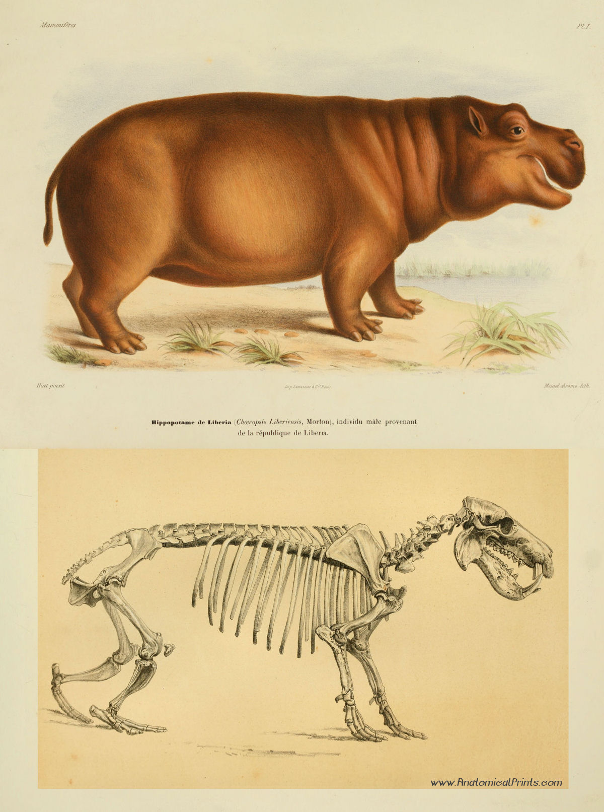 Skeletal anatomy of the hippopotamus