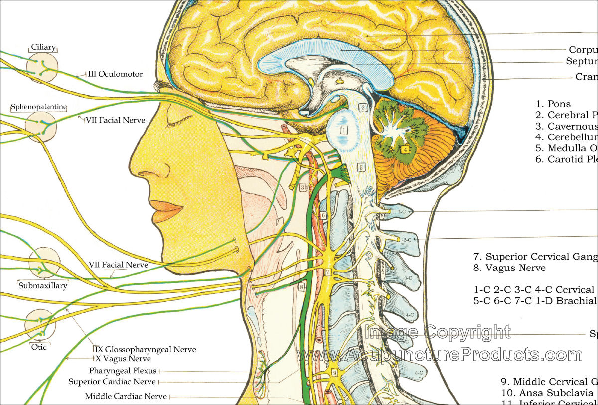 Autonomic Nervous System Chart 18 X 24