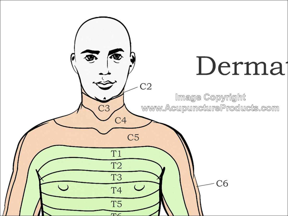Dermatome Chart Map