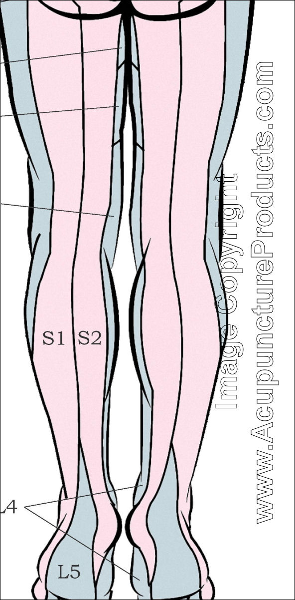Dermatomes Of Lowerlimb Lower Limb Lateral Side Limb Porn Sex Picture