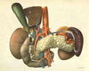 Internal Anatomy & Organ Systems