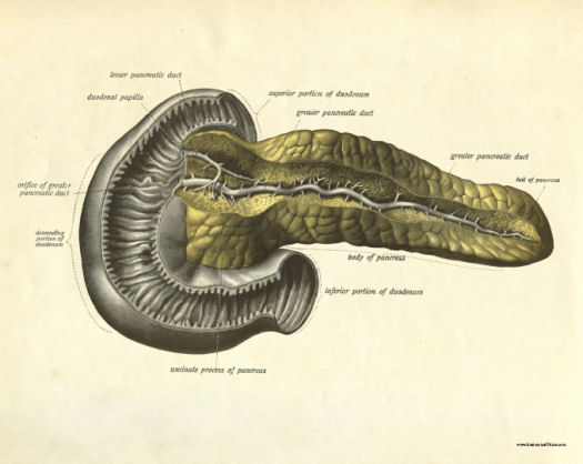 Internal Organs Pancreas