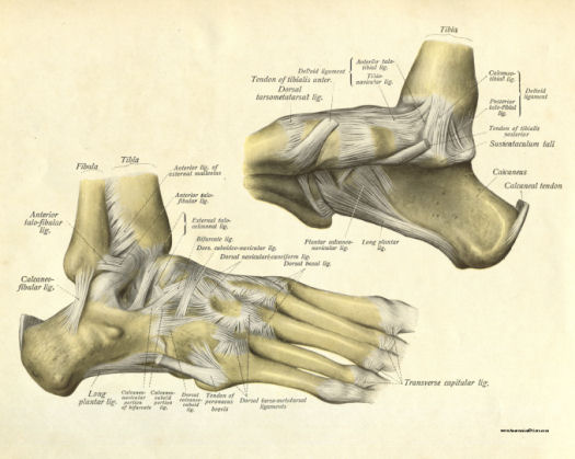 Bones of the Foot Print