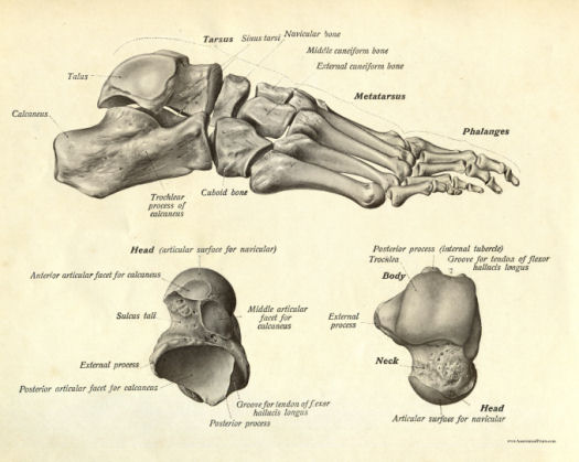 Bones of the Foot Print