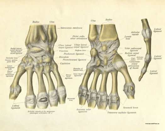 Bones and Joints of the Hand and Wrist Print
