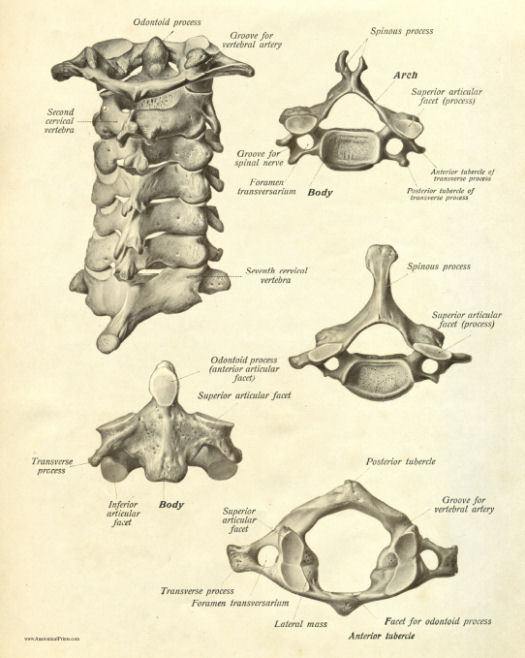 Anatomical Spine