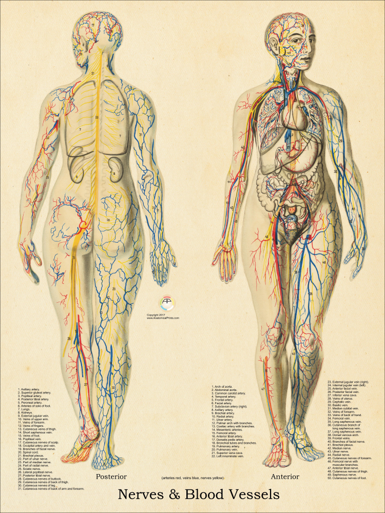 Female Nervous System Anatomy Chart 18 x 24
