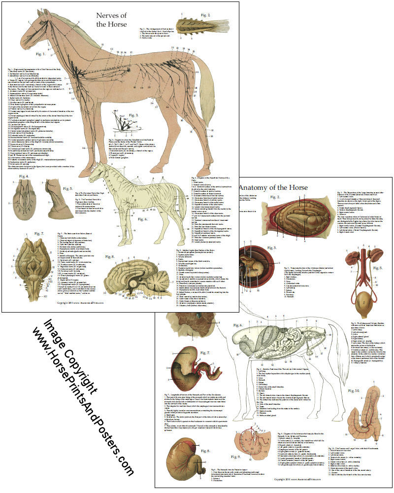 Horse Anatomy Diagram Organs