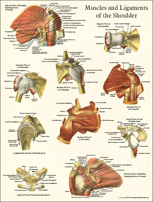 anatomy posters