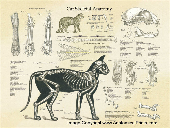 Skeletal Anatomy of the Domestic Cat Poster