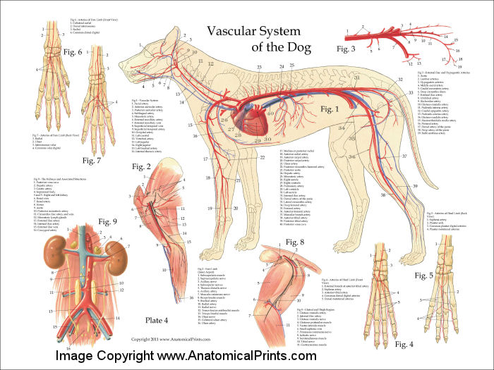 Dog Blood Vessels Anatomy Poster