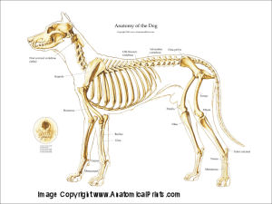 Dog Anatomical Charts and Posters