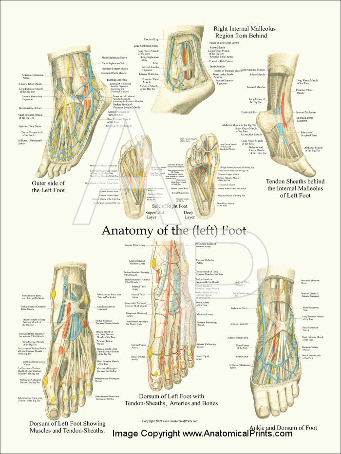 Foot Anatomy Poster