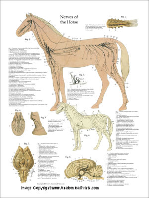 Horse Anatomical Charts and Posters