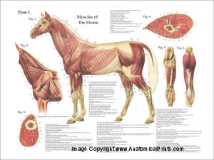 Horse Skeletal and Arterial Anatomy Poster Set