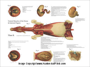 Horse Anatomical Charts and Posters