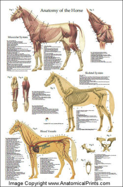 Acupuncture Posters