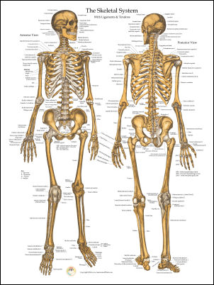 Skeletal Anatomy Poster 18 X 24