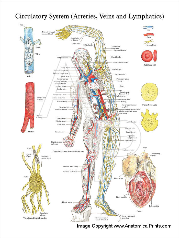 Anatomical Charts and Posters