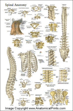 Acupuncture Posters