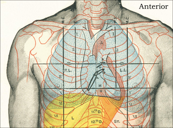 Surface Topography Anatomy Poster Biology Diagrams