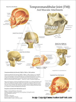 Anatomical Charts and Posters