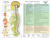 ANS and Effects of Spinal Subluxation Poster